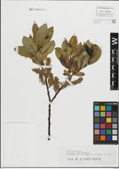 Foto von Salix mielichhoferi Saut.